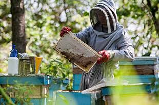Почему в ЮФО пчеловоды оказались на грани разорения