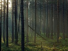 В России планируют ужесточить наказание за незаконную рубку леса
