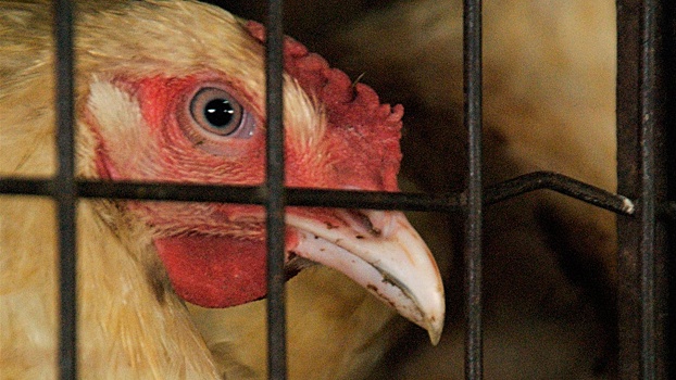 Россельхознадзор ввел запрет на ввоз птицеводческой продукции из Индии