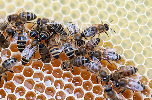 Борьба за жизнь европейских пчел становится ожесточеннее