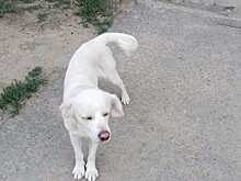 В Волгоградской области ищут новых хозяев преданной собаке, у которой умерла хозяйка