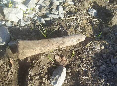 В Городском саду Кургана прохожие нашли человеческую кость