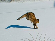 20 фото, доказывающих, что кошки не созданы для зимы