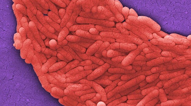 Антибиотики могут способствовать росту «плохих» микробов в кишечнике