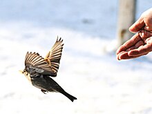 Жители Люберец пожаловались на метающих камни ворон