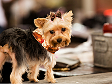 8 мест, куда вас не пустят с собакой — и правильно сделают