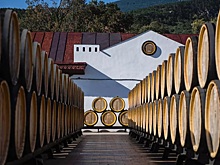 Кубанские винодельни привлекают свыше миллиона туристов ежегодно