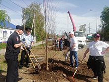 В Кинель-Черкасском районе прошла акция "Сад Памяти"