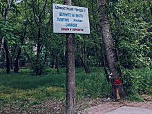 Комсомольскую Хатико обещают вернуть на место к 1 августа