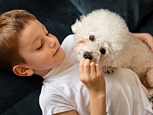 Названы породы собак, которые идеально подойдут новичкам