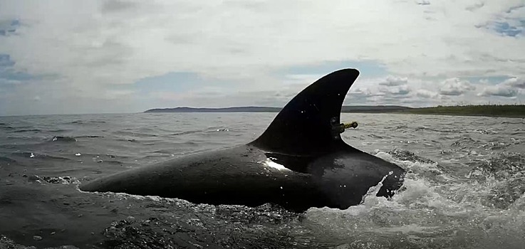 Выпускайте китов – пусть их съедят в Японии