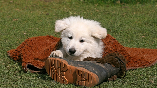 Как отучить собаку грызть обувь