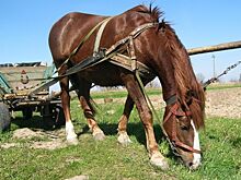 Житель Кузбасса расплатится за ДТП лошадью