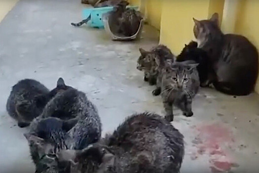 В Петербурге пожарные спасли 15 кошек из "Солнечного города"