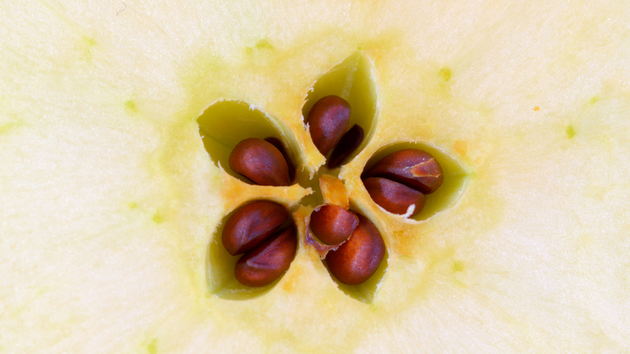 Яблочные семечки. Косточка яблока. Семена яблока. Семечко яблока. Семечки яблока.