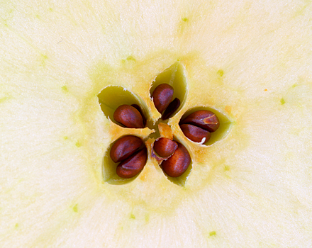 В косточках яблок содержится яд: так ли это