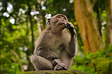 Вакансия мечты: китайский парк предлагает поработать королем обезьян