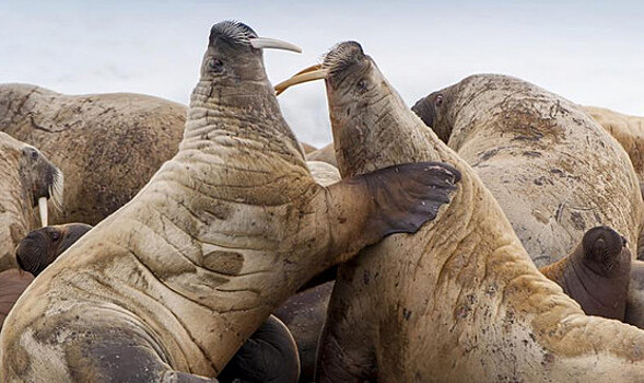 Шесть моржей передадут Институту проблем экологии и эволюции РАН