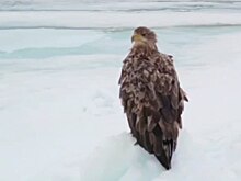 Орлана-белохвоста заметили в районе посёлка Харасавэй