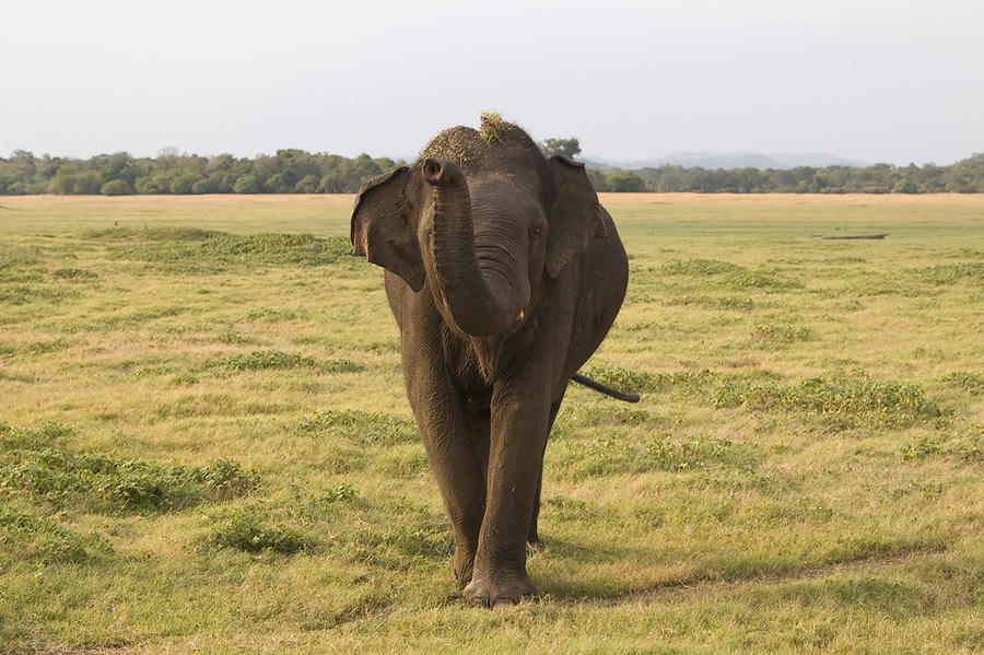 Национальный парк Минерия, Шри-Ланка, Азия