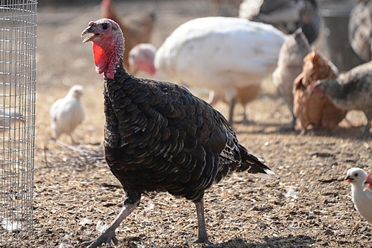 Юрист Бочаров рассказал, какую птицу и животных можно держать на дачном участке