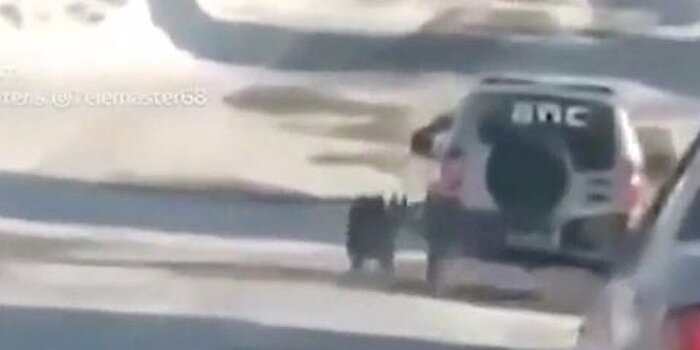 Полиция проверит видео с привязанной к машине ДПС собакой