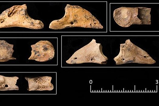 Археологи переписали историю одомашнивания собак