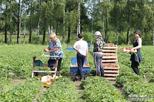 4 тысячи вологодских подростков трудоустроено этим летом