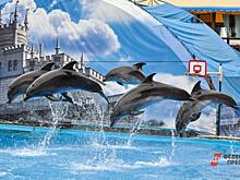 Гибель дельфинов глазами общественников и закона: запретят ли плавать в Черном море