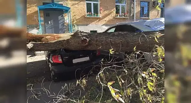 Кто заплатит за раздавленные деревьями автомобили