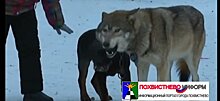 В Челябинском парке Гагарина волк напал на ребёнка