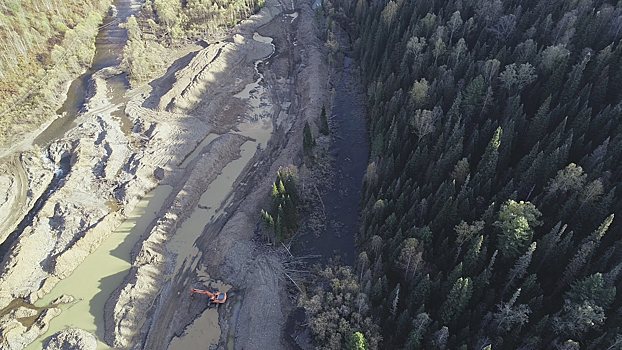 Золотодобывающая компания уничтожила более 55 тысяч кв. м леса в Кузбассе