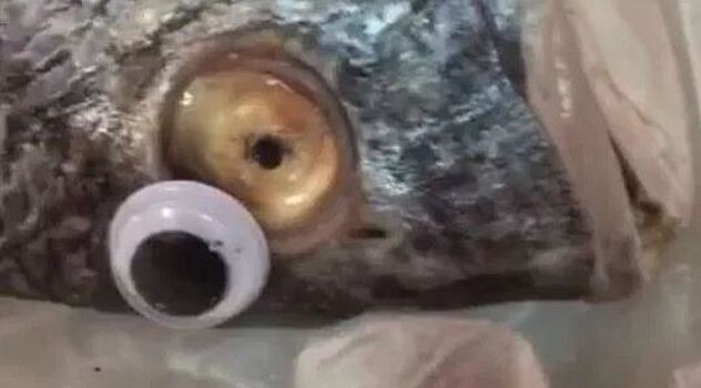 В Кувейте найдена самая "глазастая" рыба