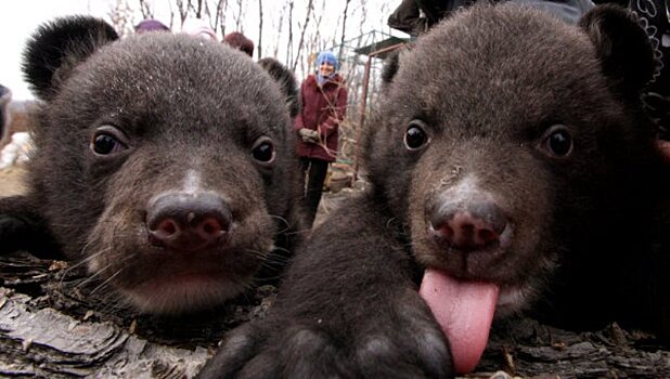 Четыре медвежонка впервые родились в передвижном зоопарке в Томске