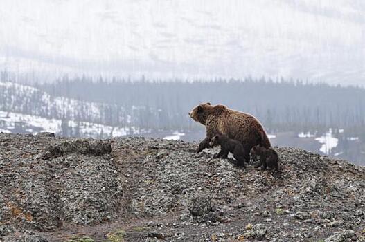 Жителей Надыма предупредили об опасности встречи с медведем