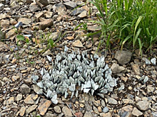 Под Красноярском нашествие бабочек