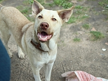 Прокуратура Омска требует компенсацию от владельца стаффтерьера, покусавшего 14-летнюю девочку