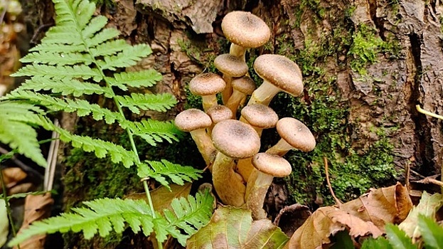 «Ещё могут выскочить»: калининградские грибники мечтают об опятах и вёдрами несут другие грибы