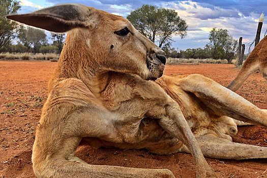 В Австралии умер "самый мускулистый в мире" кенгуру