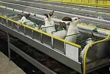 Как создать крупнейшую в своем районе кролиководческую ферму