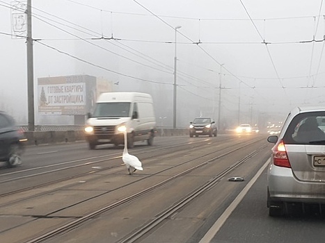 В Калининграде лебедь вышел на проезжую часть