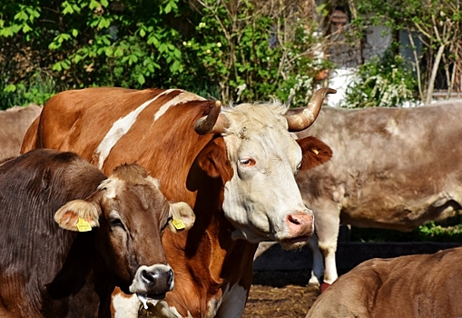 На ярославской ферме быки насмерть затоптали директора