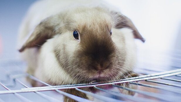 Фокусник узнал о своей аллергии на кроликов спустя 28 лет