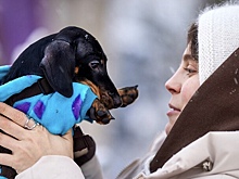 Ученые выяснили, что собаки способны вести «разговор» с человеком