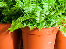 Пять ошибок при выращивании рассады