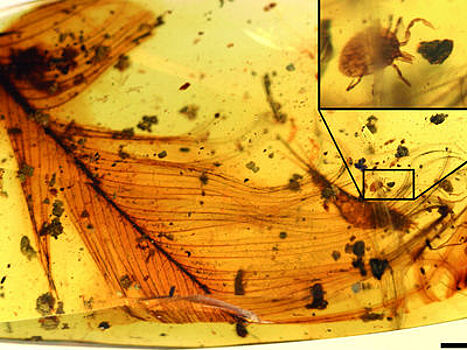 Клещ верхом на пере динозавра поведал учёным о жизни кровососущих мелового периода