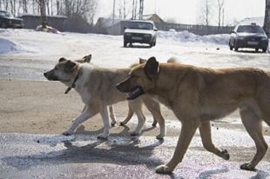 Жители Березников обеспокоены нашествием бродячих собак