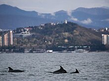 В водах Черного моря обнаружили опасные вещества