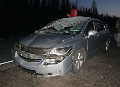 Еще одного лося вчера сбили на трассе «Кола». Как избежать столкновения?