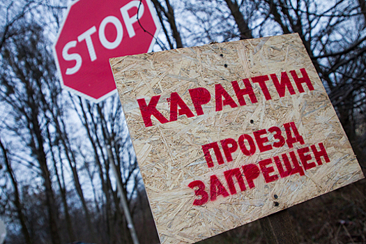 Под угрозой заражения 15 посёлков: в Калининградской области выявили ещё два очага АЧС